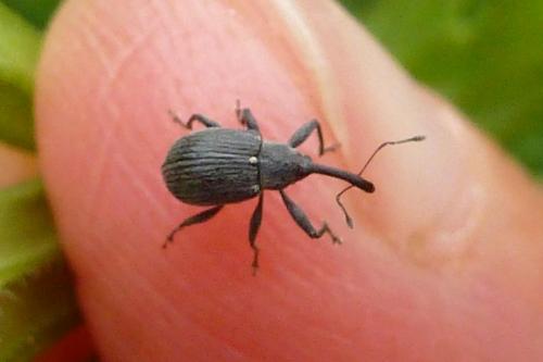 Réf. 183 365 : Anthonomus rubi