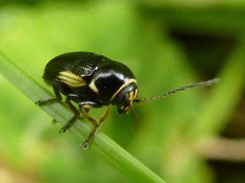 Réf. 183 286 : Cryptocephalus moraei