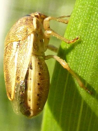Réf. 183 461 : Neottiglossa leporina