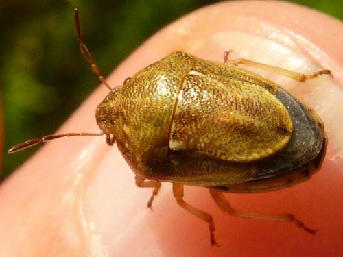 Réf. 183 458 : Neottiglossa leporina