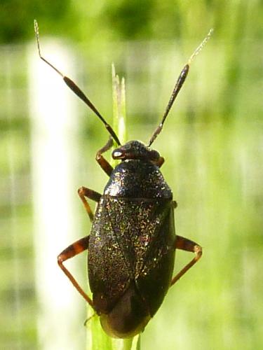Réf. 183 385 : Capsus ater