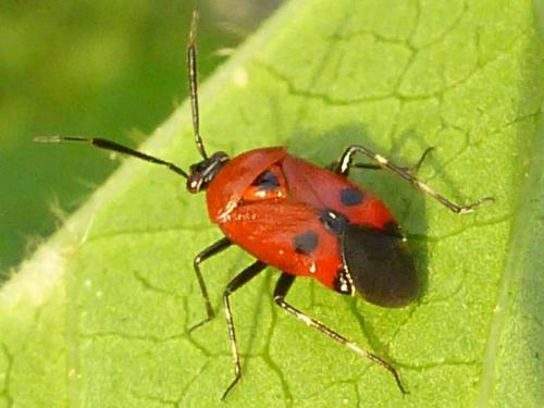 Deraeocoris punctum