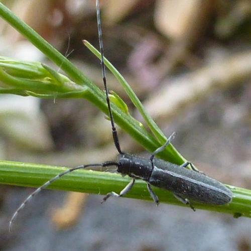 Agapanthia cardui