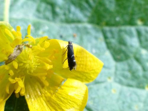 Réf. 183 397 : Glyphipterix simpliciella