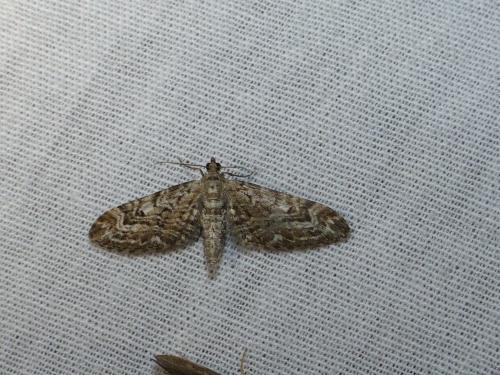 Réf. 183 605 : Eupithecia nanata
