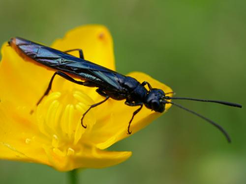 Réf. 183 026 : Calameuta pygmaea