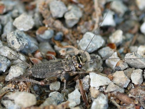 Eumodicogryllus bordigalensis bordigalensis