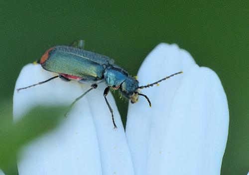 Malachius bipustulatus