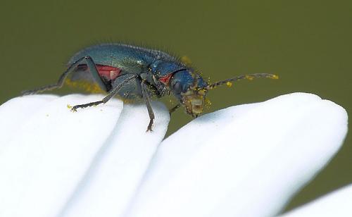 Réf. 183 028 : Malachius bipustulatus