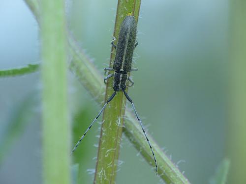 Agapanthia cardui