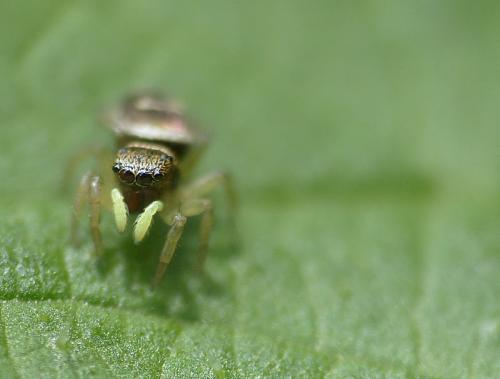 Heliophanus tribulosus