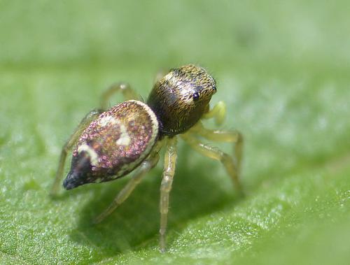 Heliophanus tribulosus