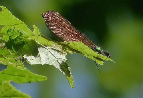 Réf. 183 216 : Calopteryx virgo
