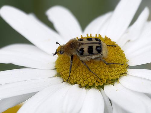 Trichius gallicus