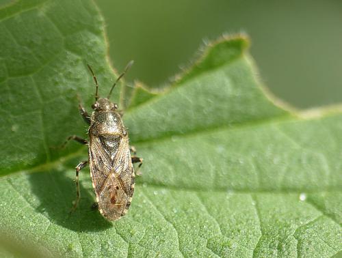 Heterogaster urticae