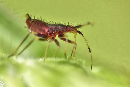 Réf. 183 582 : Deraeocoris ruber
