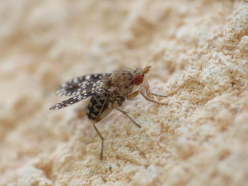 Réf. 183 611 : Trypetoptera punctulata