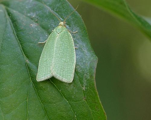 Réf. 183 735 : Tortrix viridana