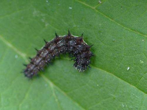 Vanessa atalanta