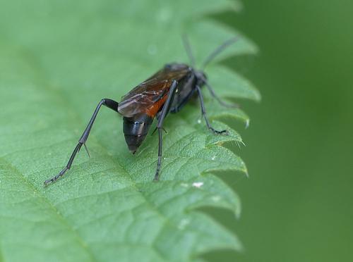 Macrophya annulata