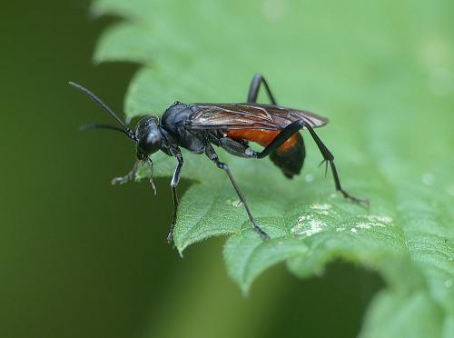 Macrophya annulata