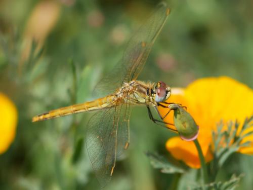 Réf. 183 964 : Sympetrum fonscolombii