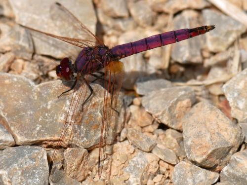 Trithemis annulata