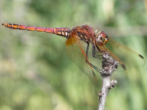 Réf. 183 950 : Trithemis annulata