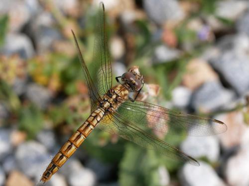 Trithemis annulata