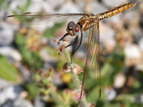 Trithemis annulata