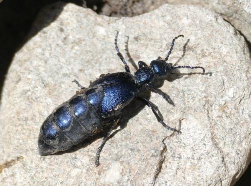 Réf. 183 553 : Meloe violaceus