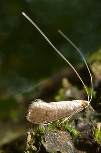Réf. 183 968 : Nematopogon sp.