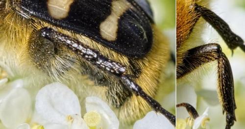 Réf. 183 201 : Trichius sp.