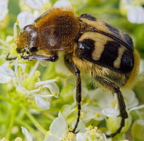 Réf. 183 200 : Trichius sp.