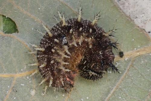 Vanessa atalanta