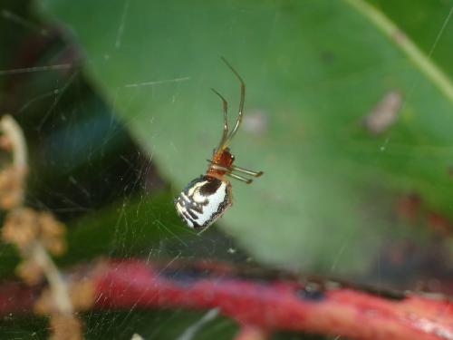 Réf. 183 069 : Frontinellina frutetorum