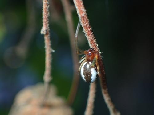 Réf. 183 068 : Frontinellina frutetorum