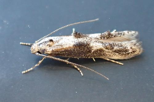 Mompha sp.