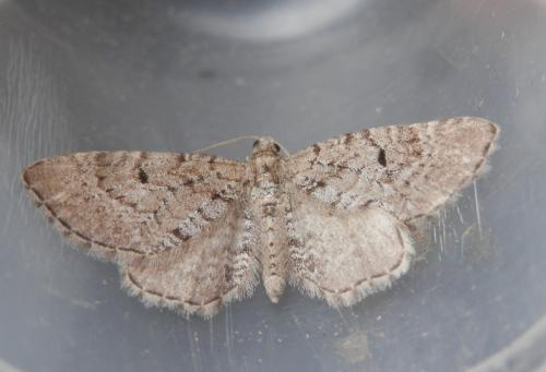Réf. 183 015 : Eupithecia intricata