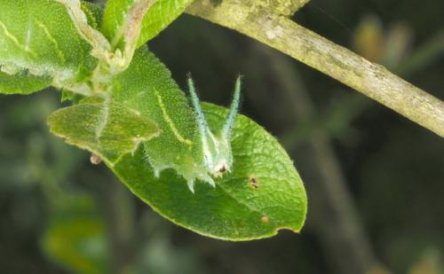 Apatura iris