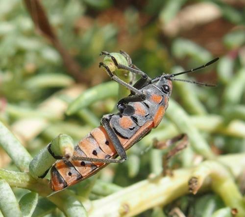 Réf. 183 143 : Spilostethus pandurus