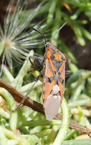 Réf. 183 142 : Spilostethus pandurus