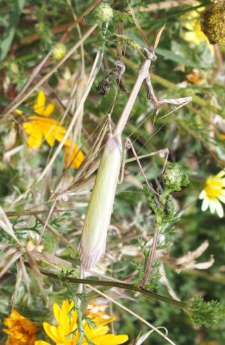 Réf. 183 085 : Empusa sp.