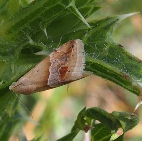 Eublemma parva