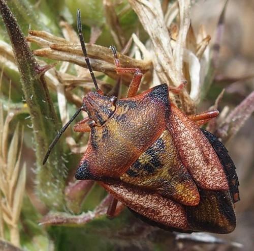 Carpocoris mediterraneus atlanticus