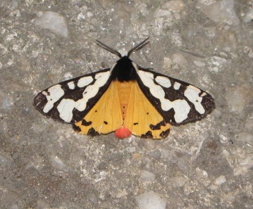 Réf. 183 310 : Arctia villica