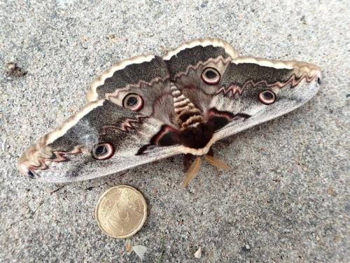 Réf. 183 172 : Saturnia pyri