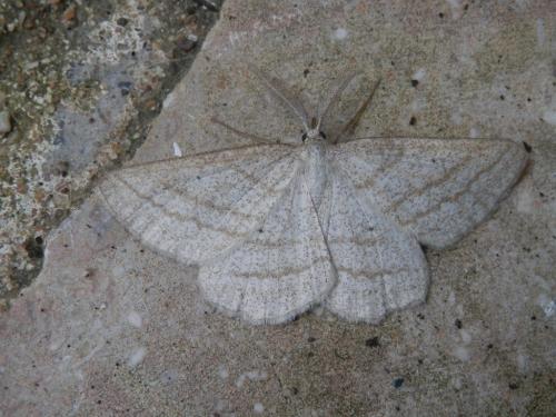 Réf. 183 181 : Perconia strigillaria