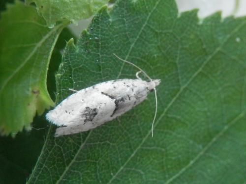 Epinotia bilunana