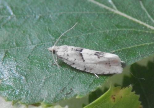 Epinotia bilunana